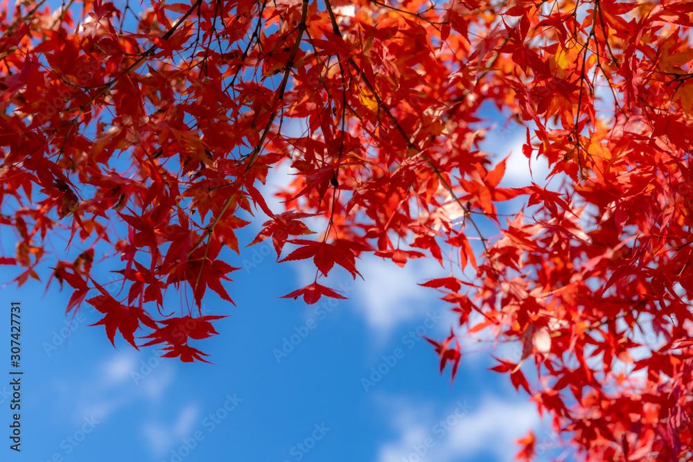 Red maple leaves fluttering in the wind with blue sky Red maple leaves fluttering in the wind with blue sky