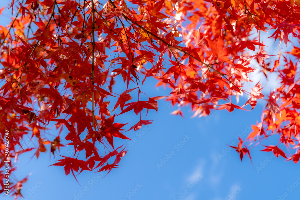 Red maple leaves fluttering in the wind with blue sky Red maple leaves fluttering in the wind with blue sky