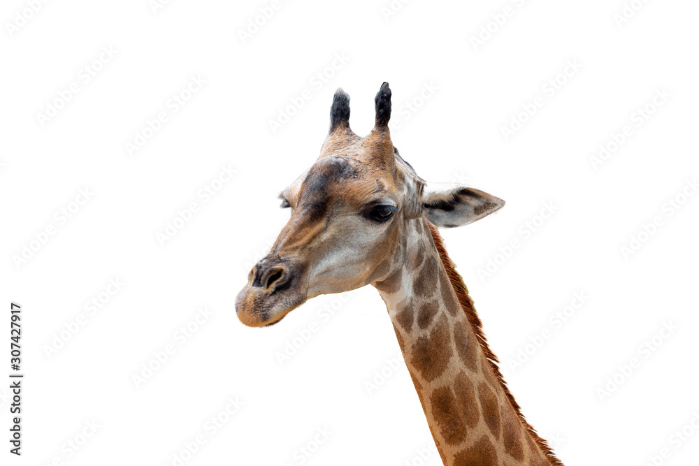 Close up shot of giraffe head isolate on white , with clipping path