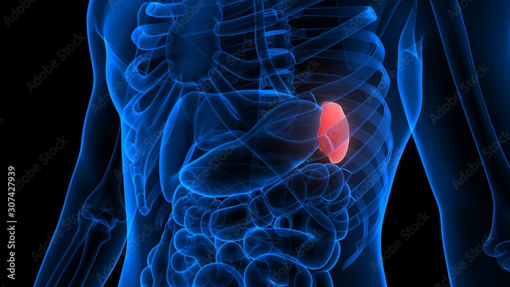 Spleen a Part of Human Internal Organ System Anatomy X-ray 3D rendering - obrazy, fototapety, plakaty 
