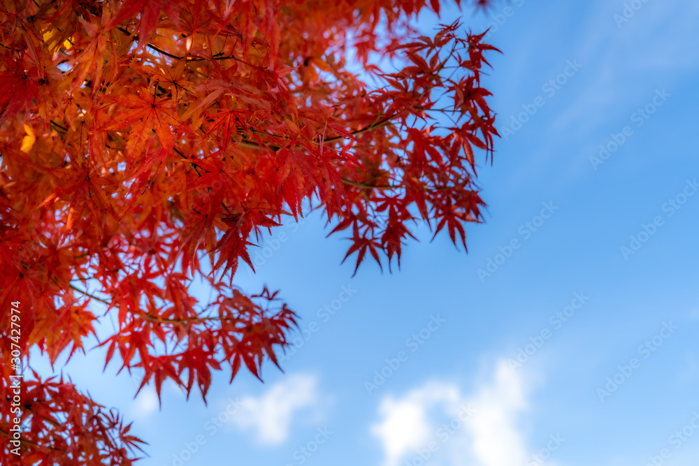 Red maple leaves fluttering in the wind with blue sky Red maple leaves fluttering in the wind with blue sky