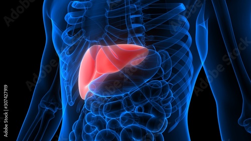 Liver a Part of Human Digestive System Anatomy X-ray 3D rendering