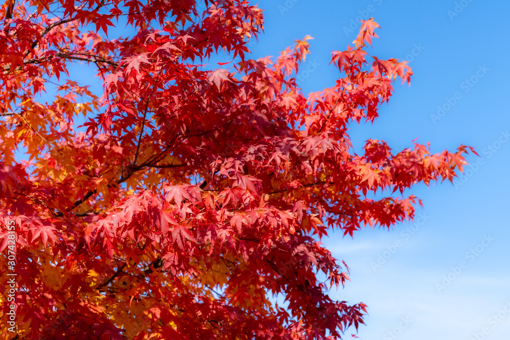 Red maple leaves fluttering in the wind with blue sky Red maple leaves fluttering in the wind with blue sky