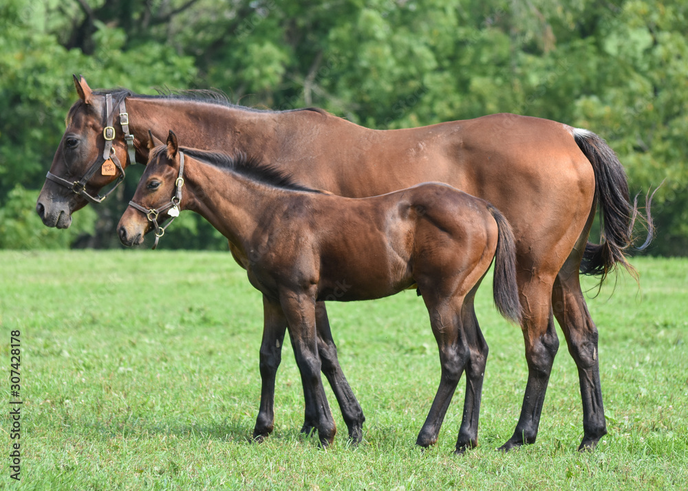 Thoroughbred Foal and nurse mare Thoroughbred Foal and nurse mare
