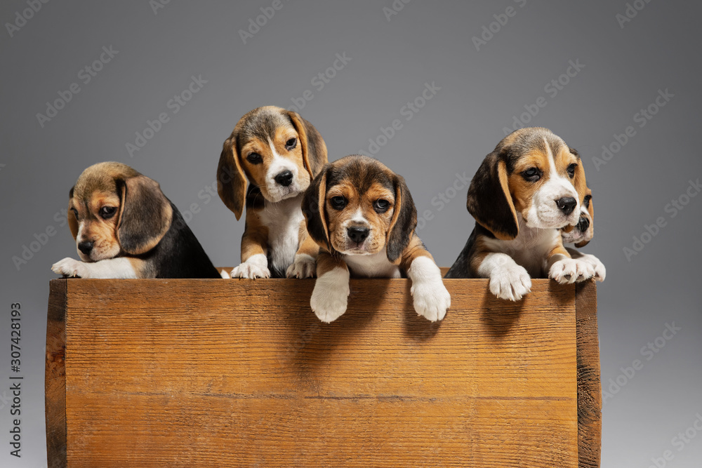 Beagle tricolor puppies are posing in wooden box. Cute doggies or pets playing on grey background. Look attented and playful. Studio photoshot. Concept of motion, movement, action. Negative space.