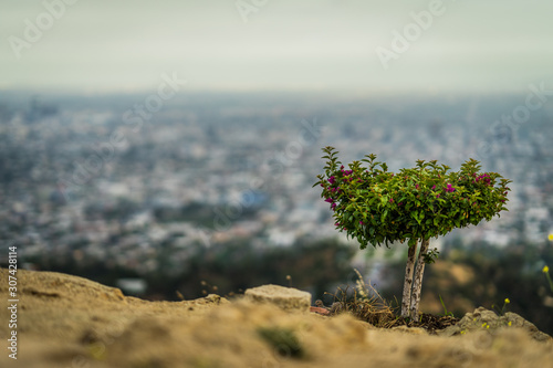 Flowers in front of Los Angeles Panorama, California, USA  photo