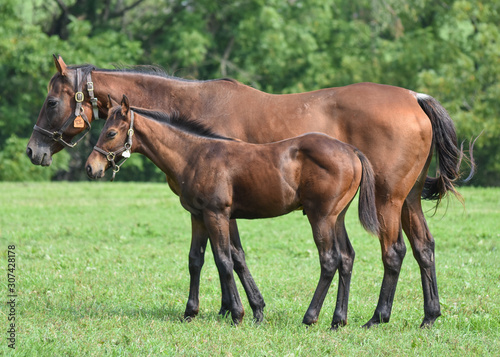 Thoroughbred Foal and nurse mare