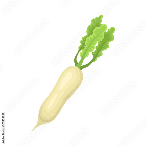 Asian Radish Daikon Is Awesome For Health And Diet Vector Illustration Isolated On White Background