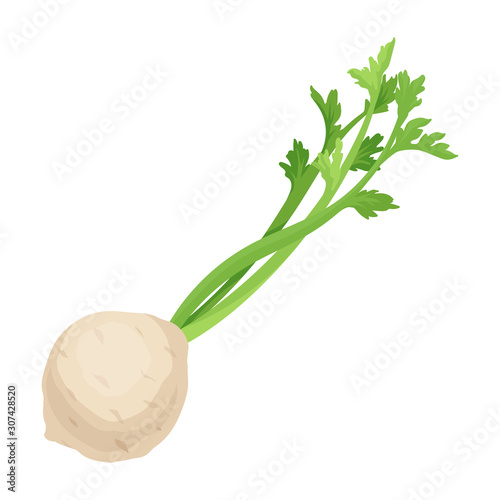 White Bulb With Long Fibrous Stalk Tapering Into Leaves. Celery Uses For Healty Salads And Soups Vector Illustration Isolated On White Background