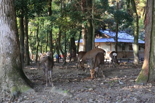 Nara Park in Nara Prefecture  Japan and the scenery of deer living in the park