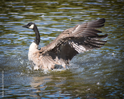 Canada Goose Showing Off