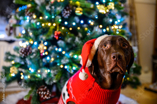 chocolate labrador sitting infront of christmas tree at home, holiday, New Year, Christmas