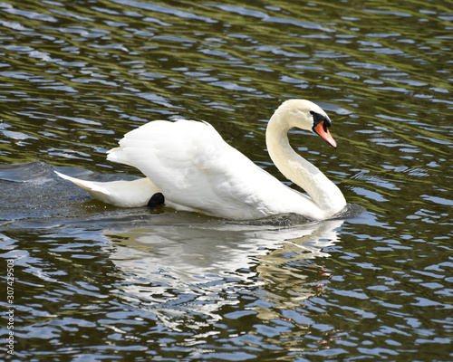 Mute Swan on the Pond