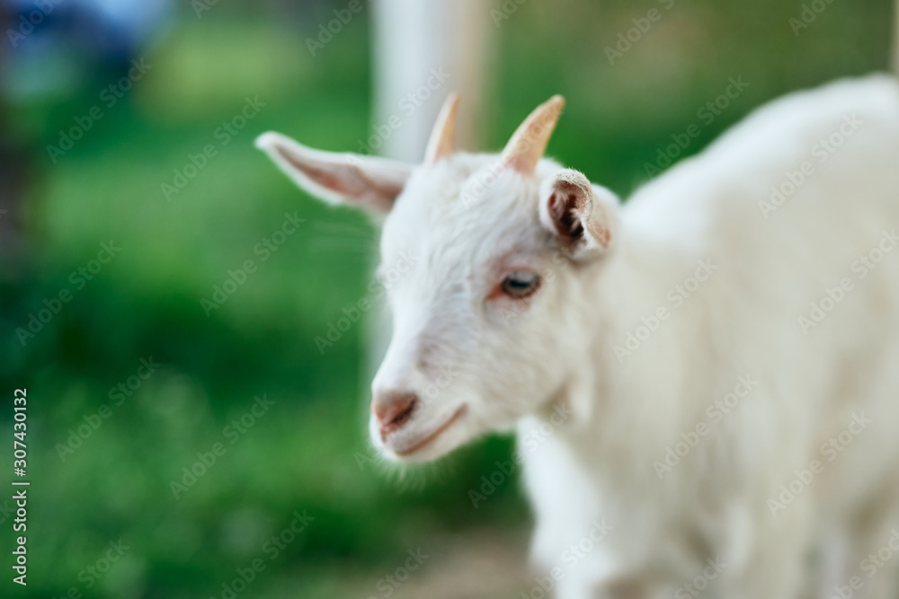 goat on a meadow