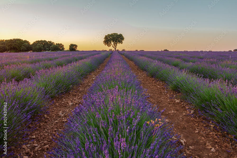 Obraz premium a lavender field at sunset