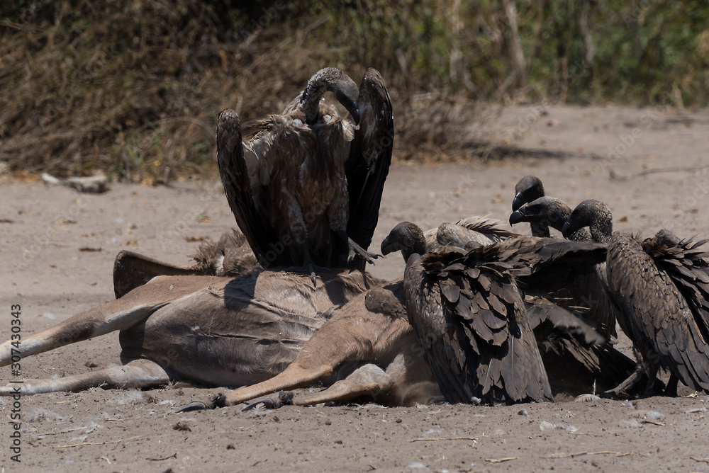 Obraz na plátně White-backed vultures eat the carcass of a dead Greater Kudu, Chobe National Par