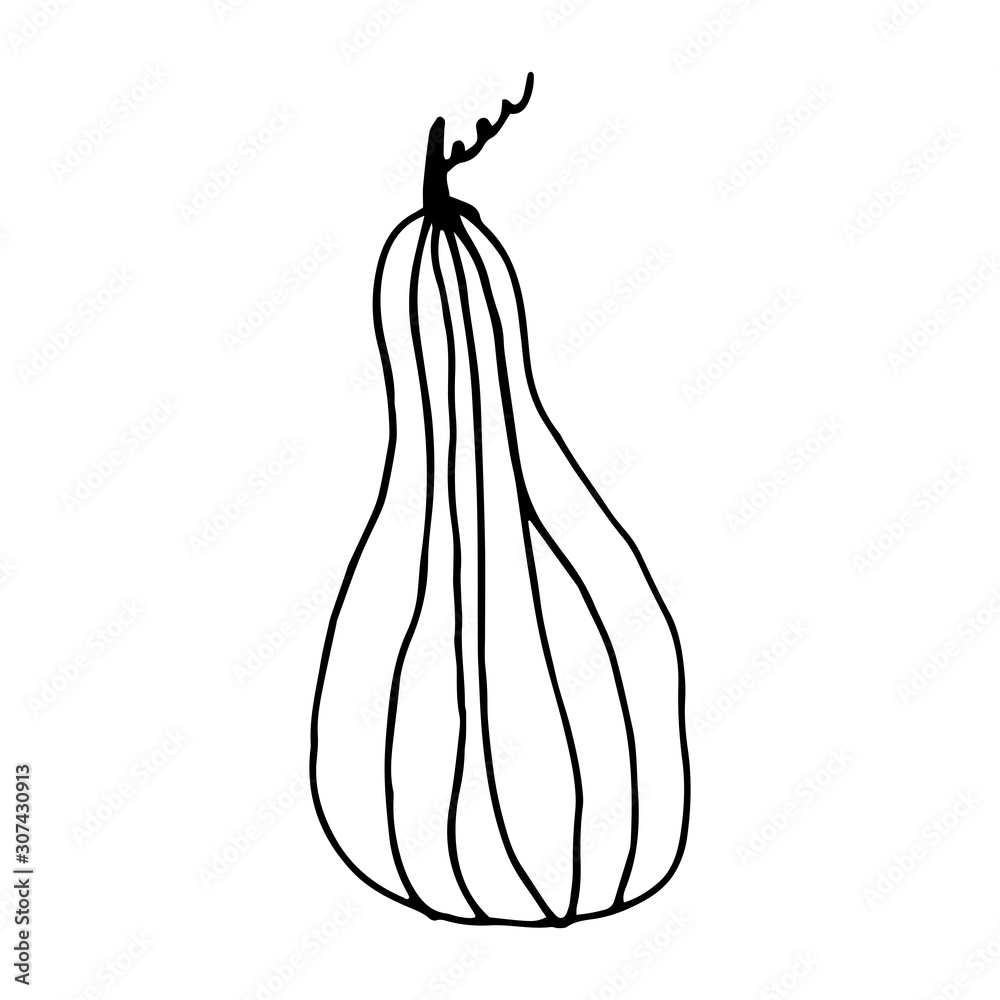 Pumpkin in doodle style on isolated white background. Thanksgiving Day, Halloween pumpkin icon. Vector autumn illustration. Decoration element. Vegetarian product. Black outline hand drawn. Pumpkin in doodle style on isolated white background. Thanksgiving Day, Halloween pumpkin icon. Vector autumn illustration. Decoration element. Vegetarian product. Black outline hand drawn.