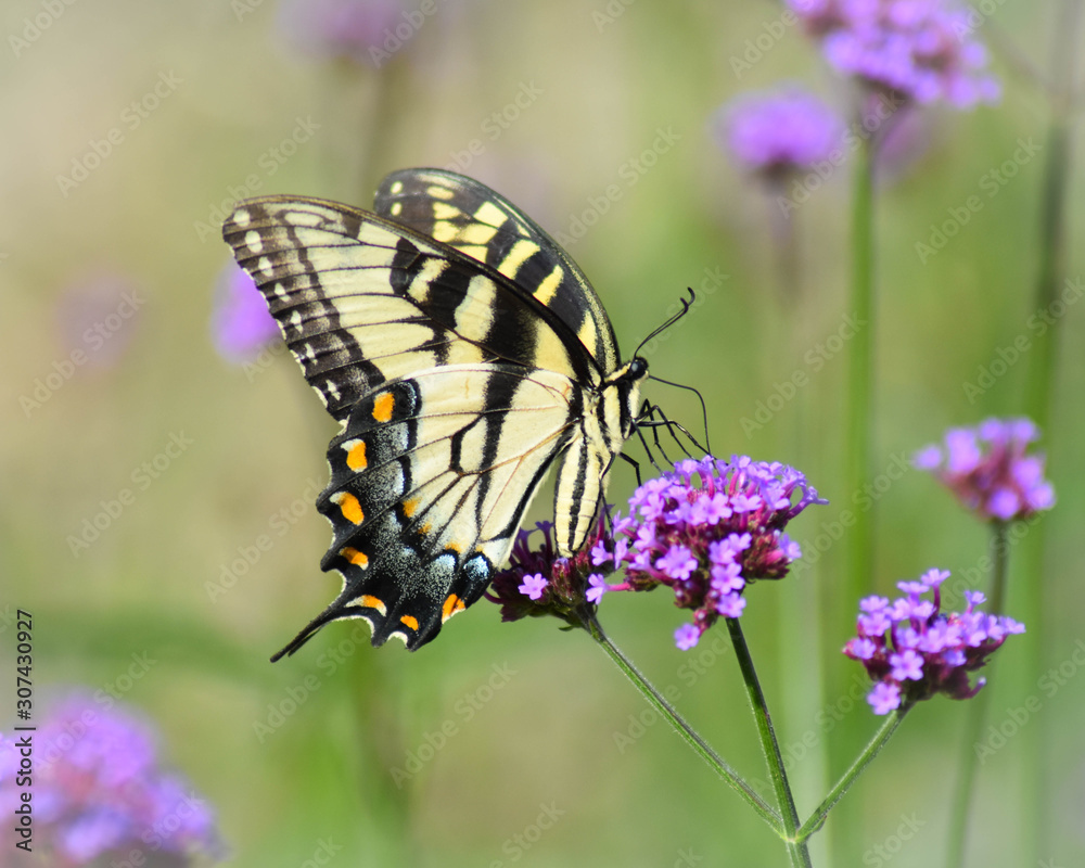 Eastern Tiger Swallowtail on Purple Flowers Eastern Tiger Swallowtail on Purple Flowers