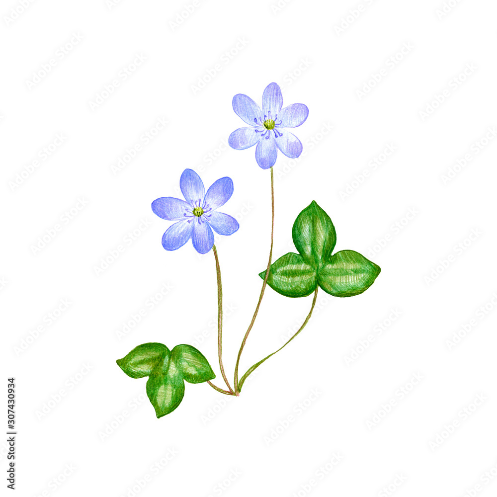 Obraz premium hepatica, drawing by colored pencils