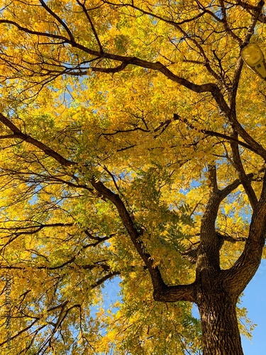 yellow tree