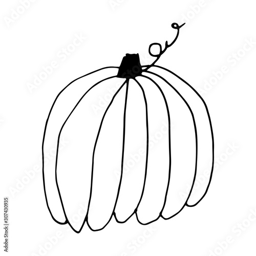 Pumpkin in doodle style on isolated white background. Thanksgiving Day, Halloween pumpkin icon. Vector autumn illustration. Decoration element. Vegetarian product. Black outline hand drawn.