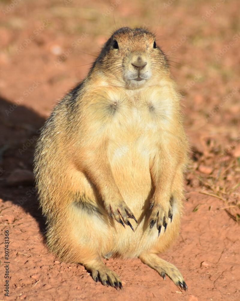 Naklejka premium Fat Prairie Dog