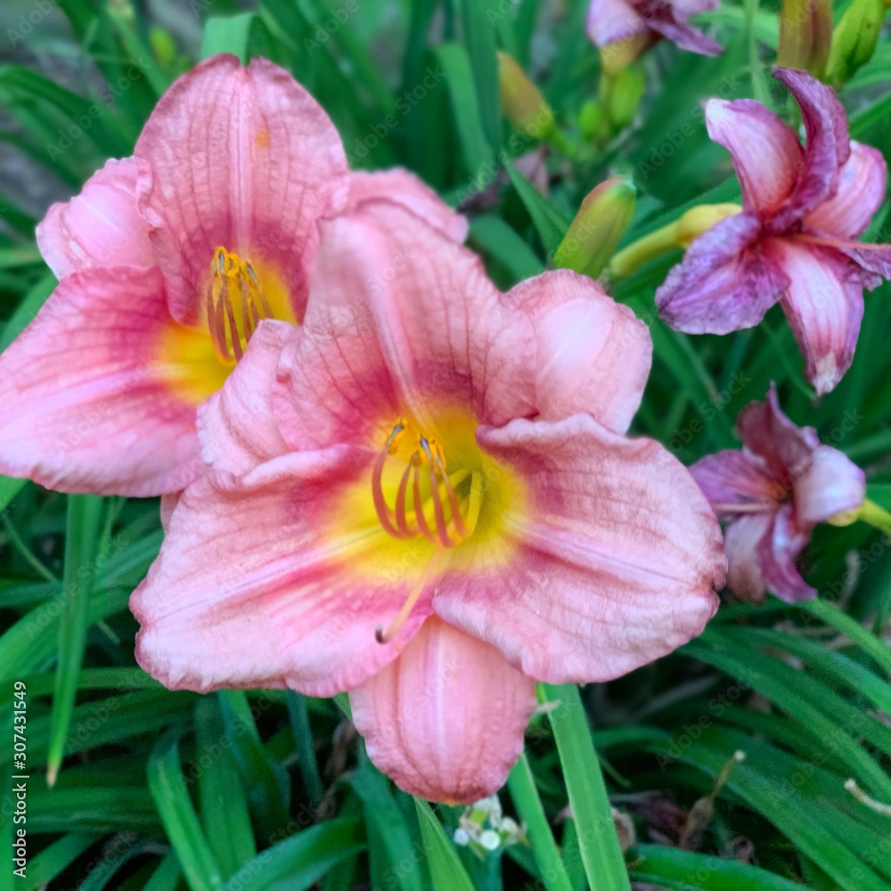 Fototapeta premium pink flowers three