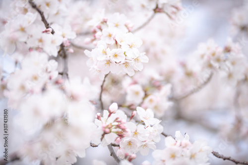 桜