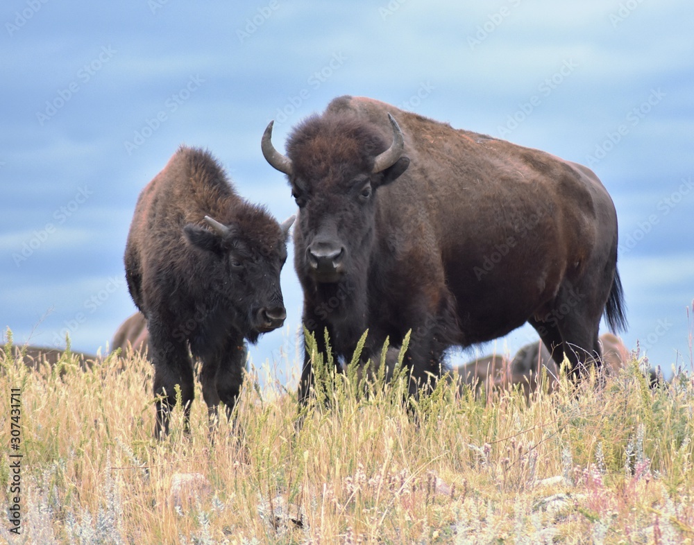 Mommy and Young Bison