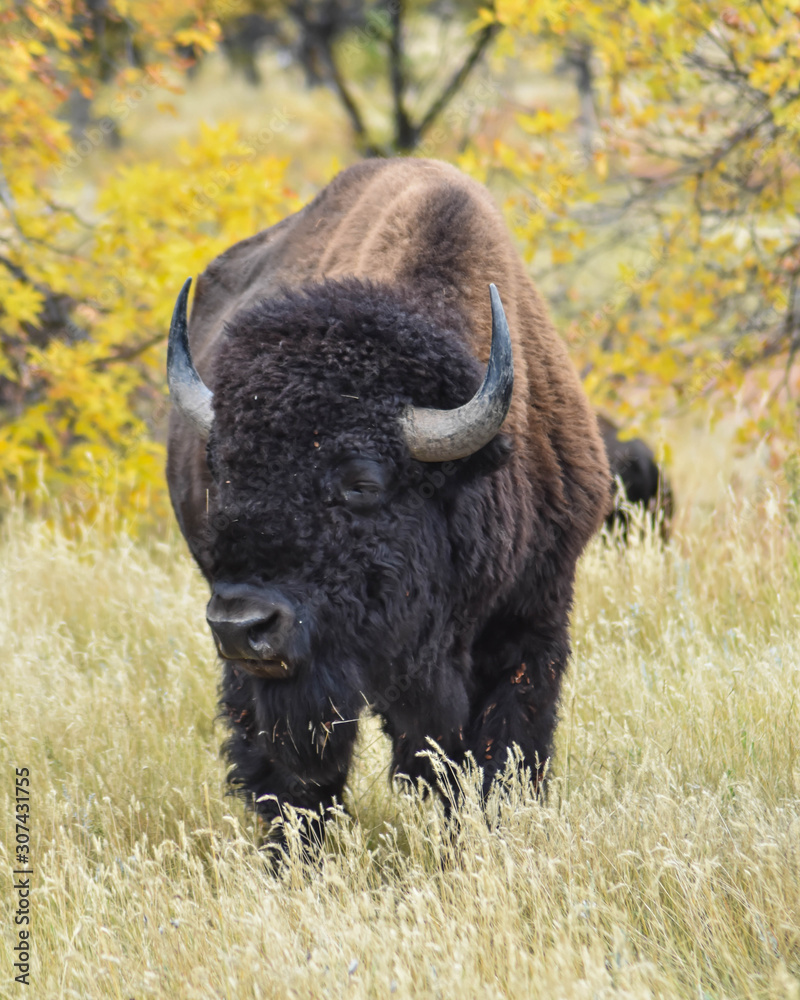 Bull Bison Standing in a Field