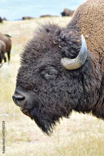 The Great Bison of the Plains © Jackie Warinner 