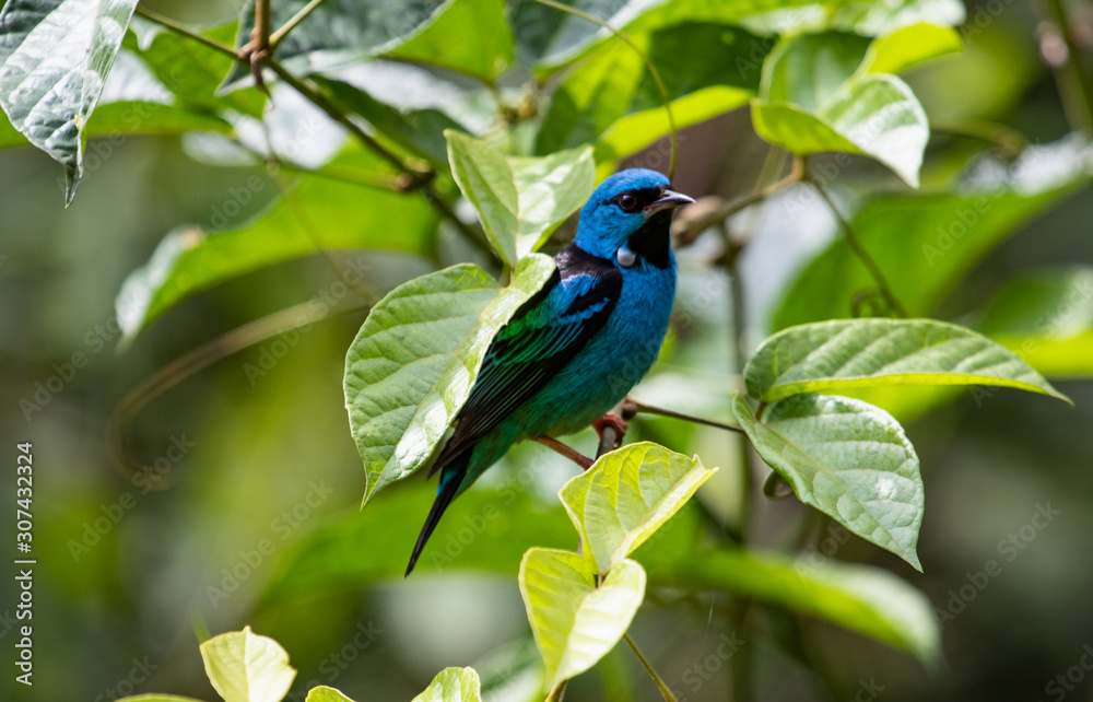 Blue bird on a branch