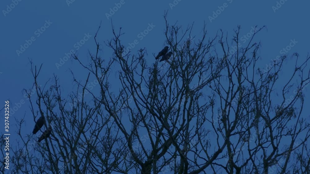 Bird Fly Off Tree Late In The Evening