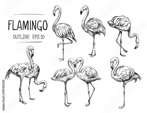 Flamingo sketch. Hand drawn illustration converted to vector. Outline with transparent background