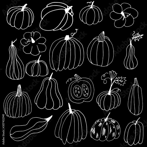 Set of white hand drawn pumpkin contours. Pumpkins with doodle style on a black background. Thanksgiving Halloween greeting card design elements. A collection of healthy vegetables for the menu. 