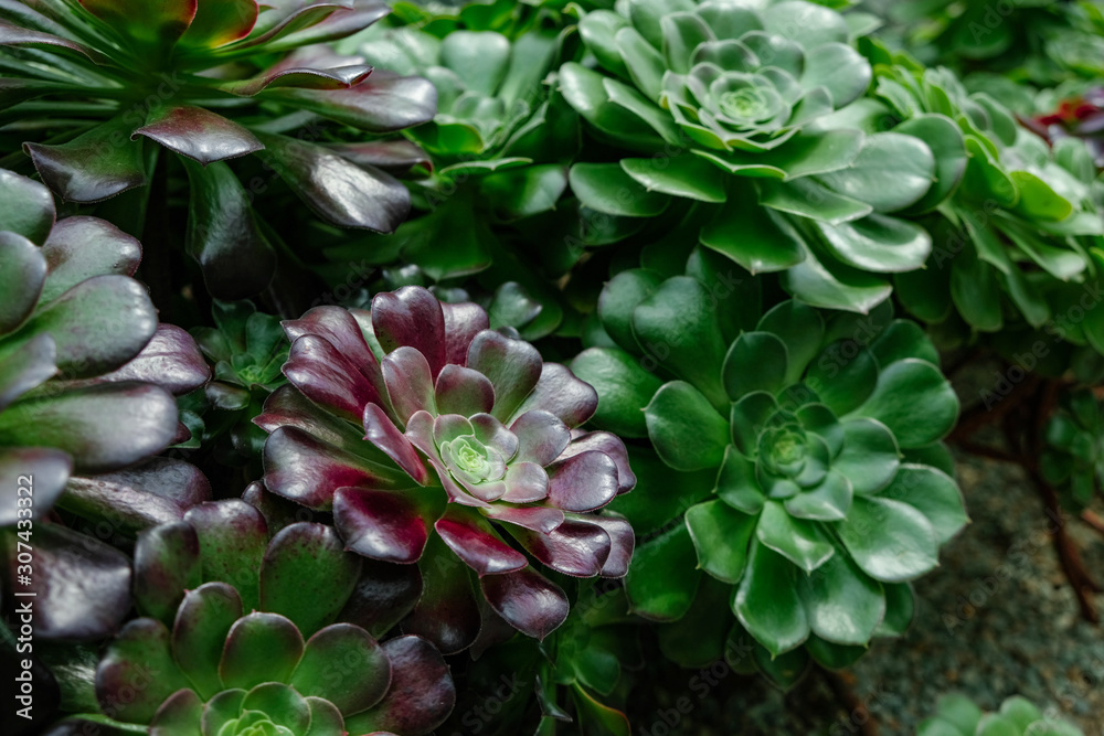 succulents plant with flower shape succulents plant with flower shape