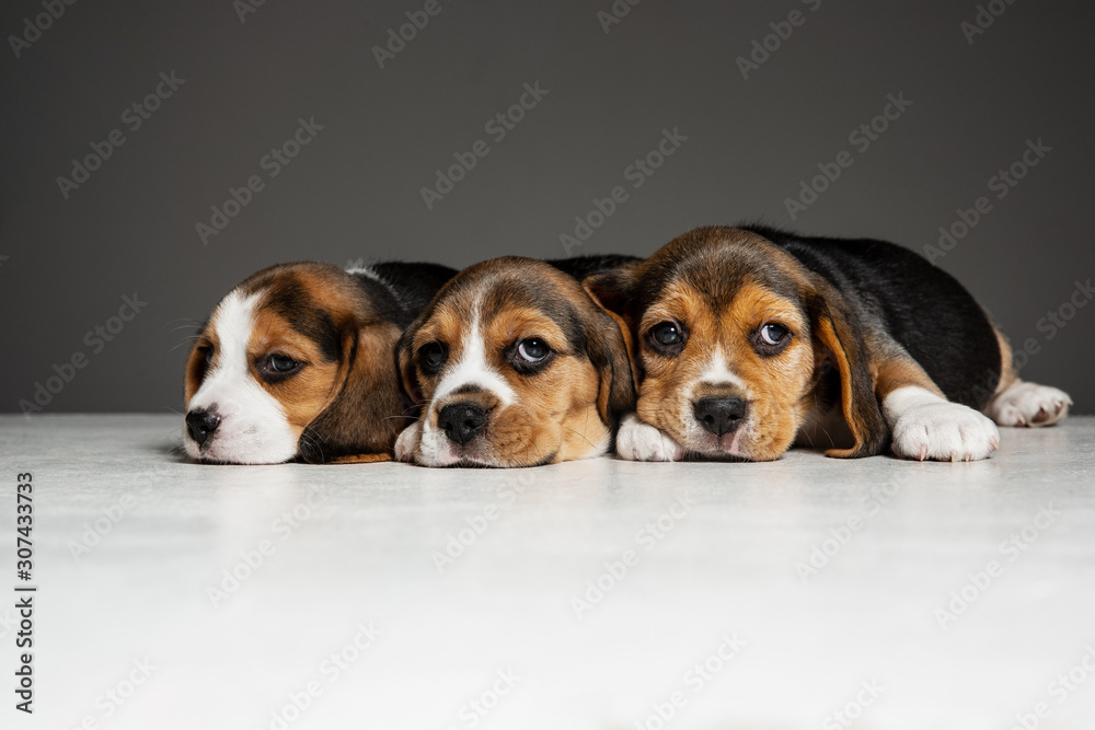 Beagle tricolor puppies are posing. Cute white-braun-black doggies or pets playing on grey background. Look attented and playful. Studio photoshot. Concept of motion, movement, action. Negative space. Beagle tricolor puppies are posing. Cute white-braun-black doggies or pets playing on grey background. Look attented and playful. Studio photoshot. Concept of motion, movement, action. Negative space.