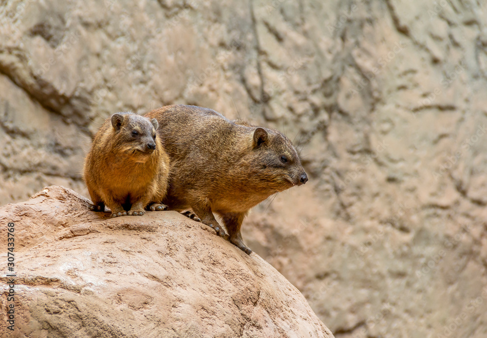 rock hyrax in stony ambiance rock hyrax in stony ambiance