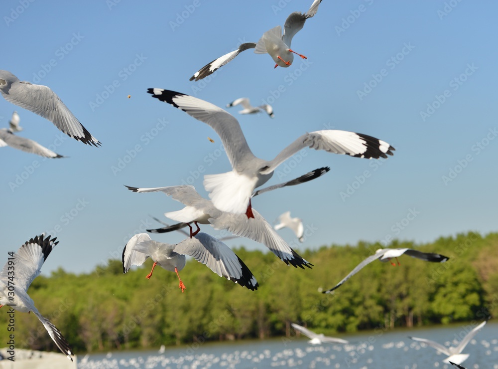 Group of seagulls flying on the blue sky background closeup. Joyfully and beautifully.