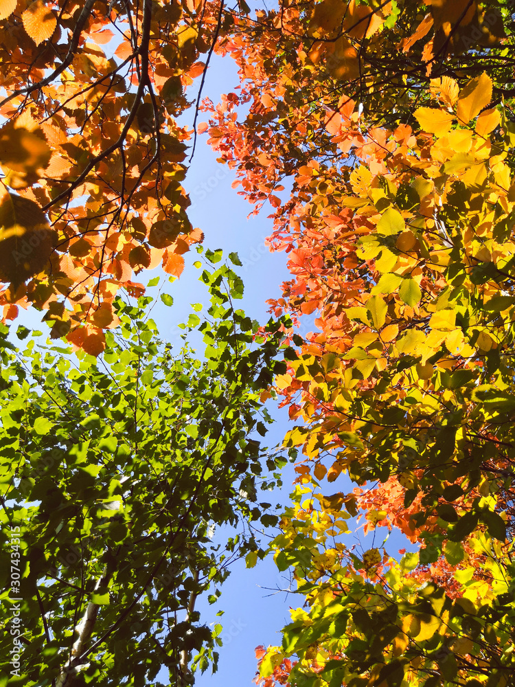maple leaves in autumn maple leaves in autumn