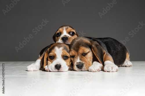 Beagle tricolor puppies are posing. Cute white-braun-black doggies or pets playing on grey background. Look attented and playful. Studio photoshot. Concept of motion, movement, action. Negative space. © master1305