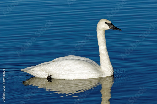 Fototapeta Naklejka Na Ścianę i Meble -  A Trumpeter Swans swims across the water
