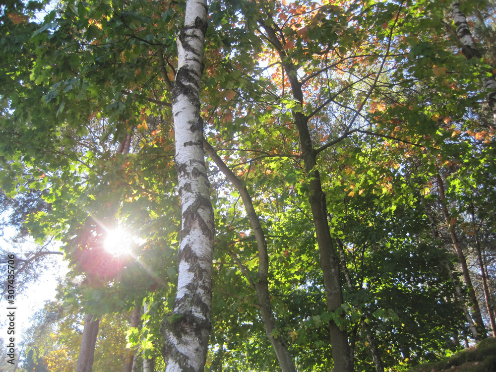 Fototapeta premium Lovely sunshine through the picturesque birch forest