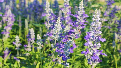 field of lavender flowers blooming 