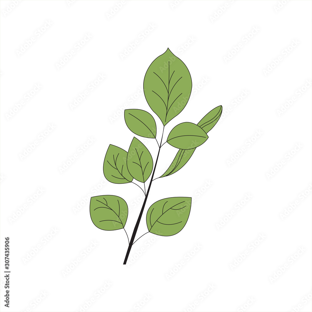 Eucalyptus leaves vector on white background Eucalyptus leaves vector on white background