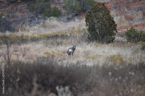 Mule Deer Buck in Texas Panhandle