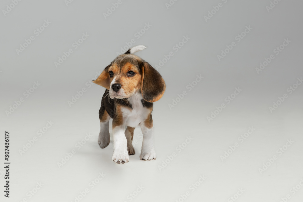 Beagle tricolor puppy is posing. Cute white-braun-black doggy or pet is playing on white background. Looks attented and playful. Studio photoshot. Concept of motion, movement, action. Negative space.