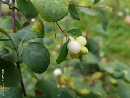 Symphoricarpos albus is a species of flowering plant in the honeysuckle family known by the common name common snowberry.