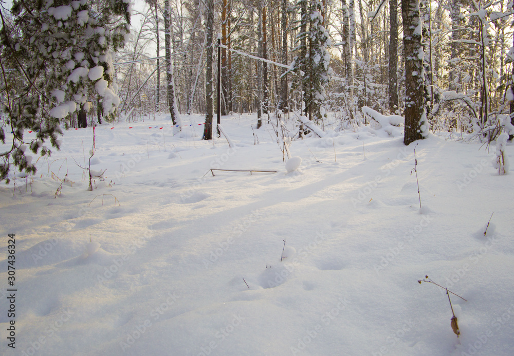 winter forest covered with white fluffy snow winter forest covered with white fluffy snow