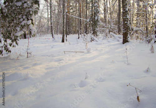 winter forest covered with white fluffy snow